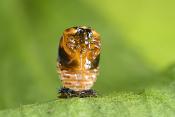 pop aziatisch lieveheersbeestje (harmonia axyridis) 6-2022 3357